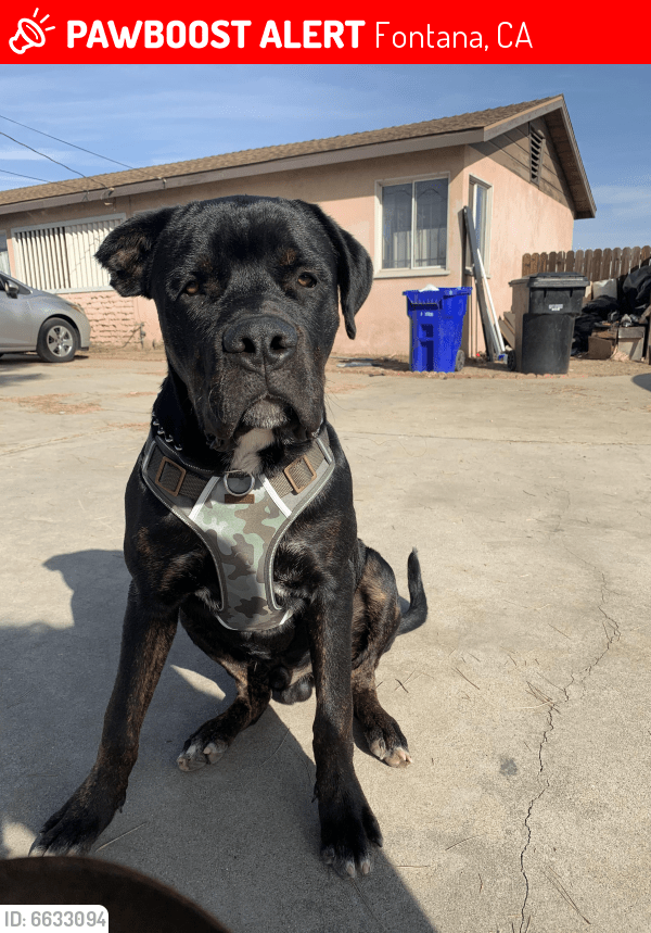 Lost Male Dog in Fontana, CA 92335 Named Benito (ID 6633094) PawBoost