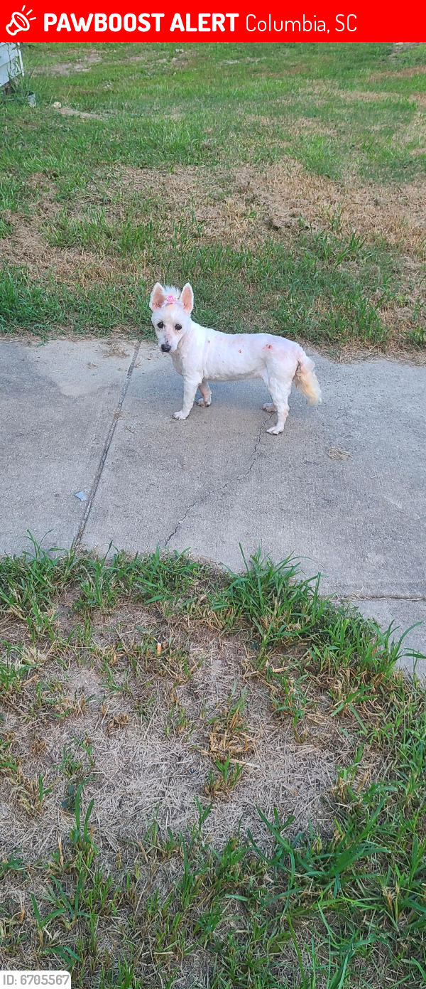 Lost Female Dog in Columbia, SC 29223 Named Sugar (ID 6705567) PawBoost