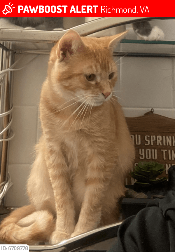Lost Male Cat in Richmond, VA 23228 Named Yogi (ID 6709770) PawBoost
