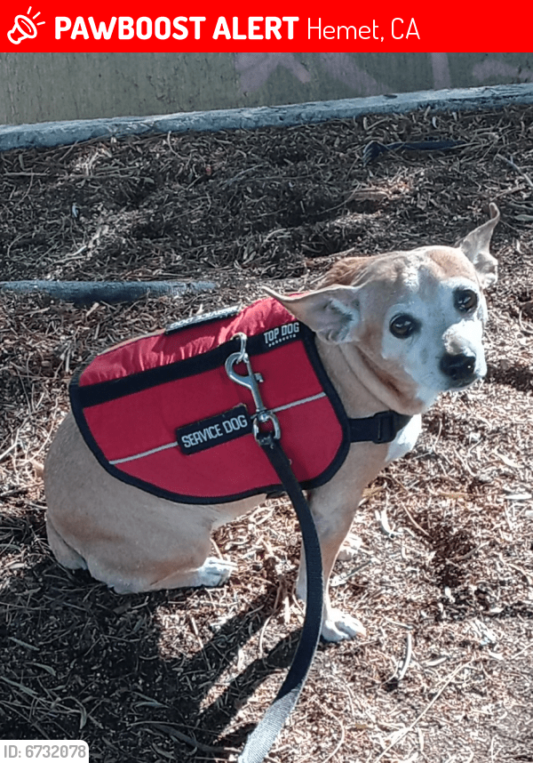Lost Female Dog in Hemet, CA 92543 Named Ruby (ID 6732078) PawBoost