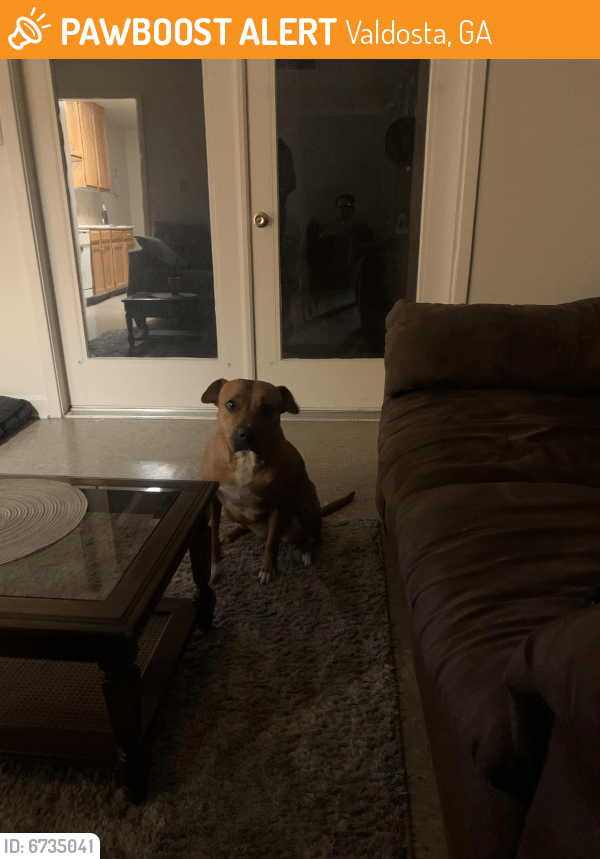Found/Stray Female Dog in Valdosta, GA 31605 (ID 6735041