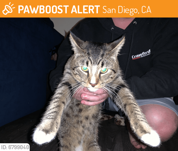 San Diego, CA Stray Cat Found Near Autozone PawBoost