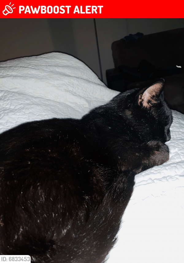 Lost Male Cat in Lawrence Township, NJ 08648 Named Thomas (ID 6833453