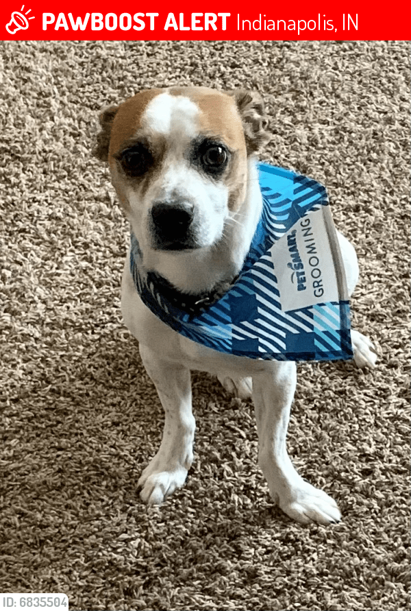 Lost Male Dog in Indianapolis, IN 46222 Named Jordan (ID 6835504