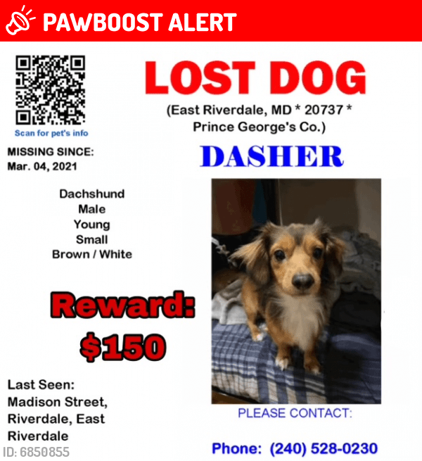Lost Male Dog in Prince County, MD 20781 Named Dasher (ID 6850855) PawBoost