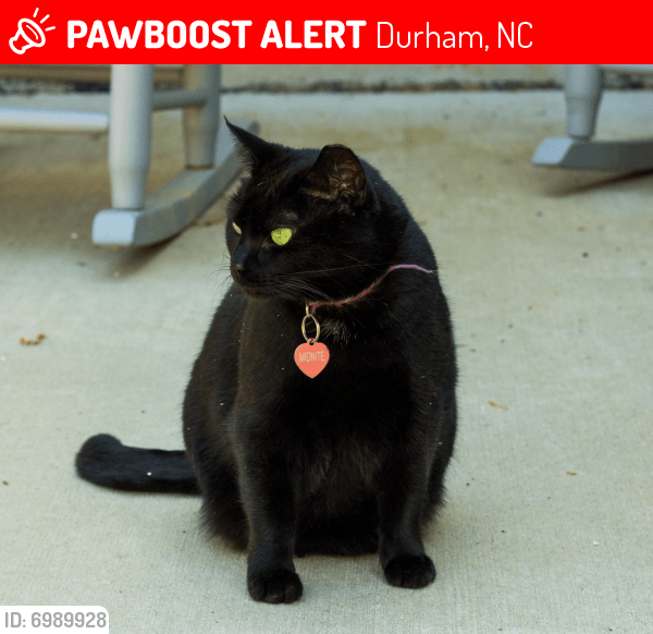 Lost Female Cat in Durham, NC 27703 Named Midnite (ID 6989928) PawBoost