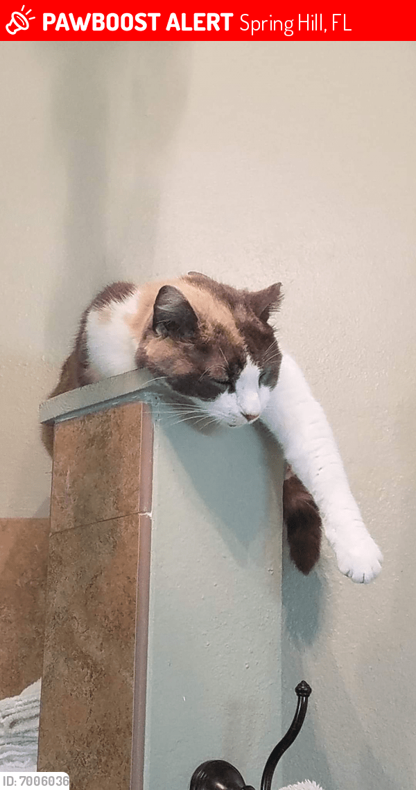 Lost Female Cat in Spring Hill, FL 34609 Named Honey bun (ID 7006036