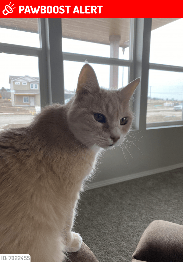 Lost Female Cat in Spokane County, WA 99224 Named Tapioca (ID 7022455