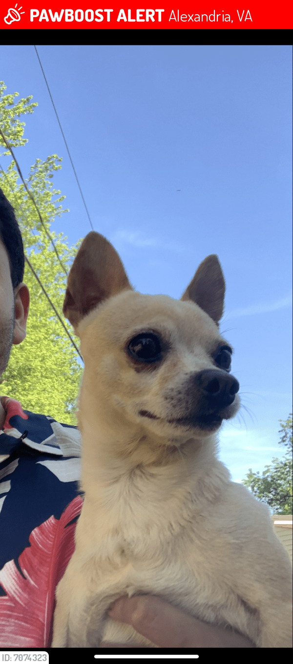 Lost Male Dog in Alexandria, VA 22306 Named Taco (ID 7074323) PawBoost