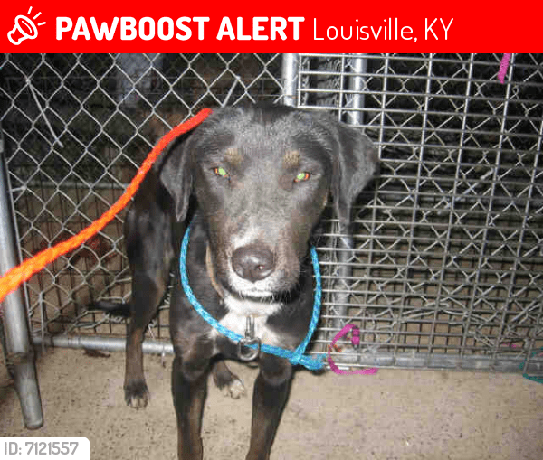 Lost Female Dog in Louisville, KY 40210 Named Jada (ID 7121557) PawBoost
