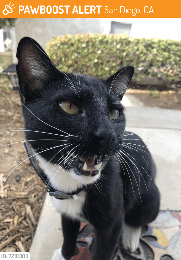 Rehomed Cat in San Diego, CA 92139 (ID 7210303) PawBoost