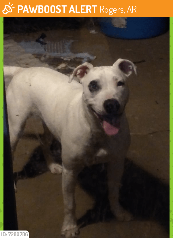Found/Stray Female Dog in Rogers, AR 72758 (ID 7280786