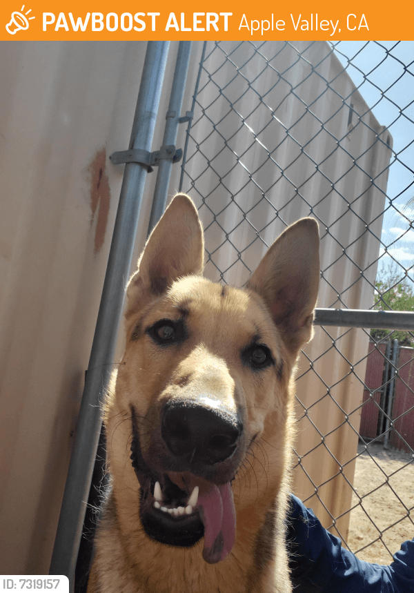 Apple Valley, CA Stray Dog Found Near Deep creek, octoillo way PawBoost