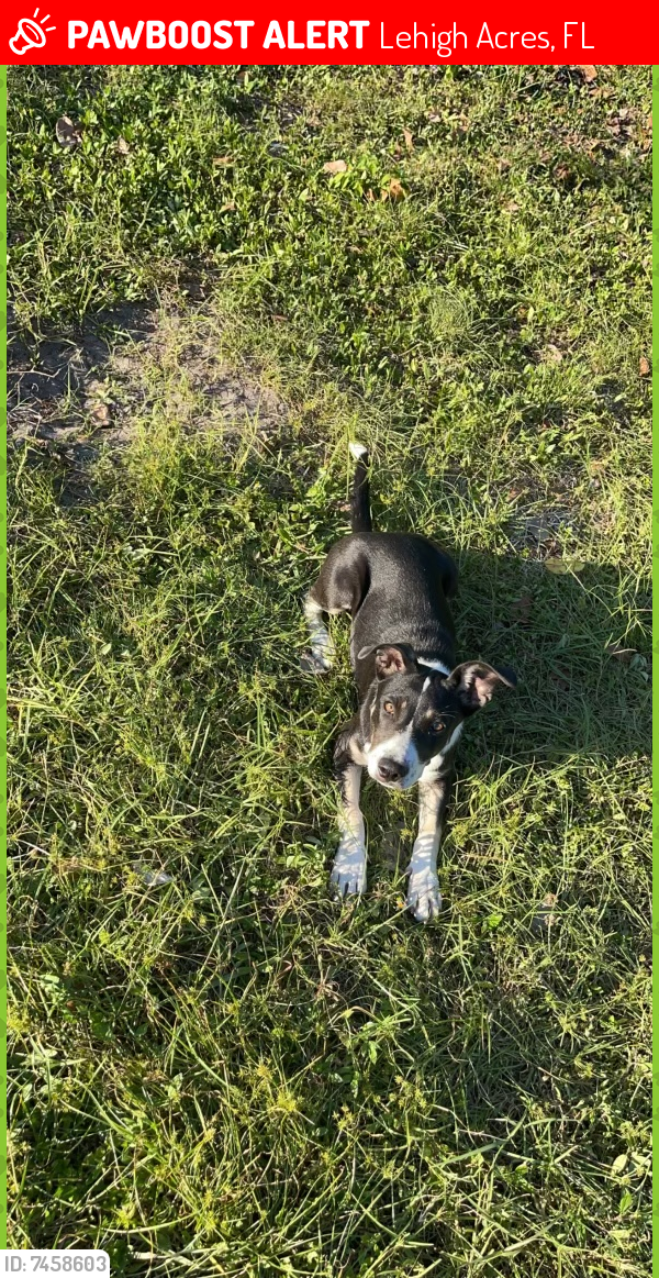 Lost Female Dog in Lehigh Acres, FL 33936 Named Indica (ID 7458603