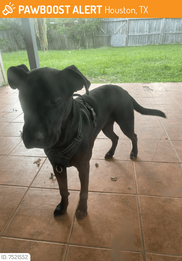 Rehomed Male Dog in Houston, TX 77084 (ID 7521552) PawBoost