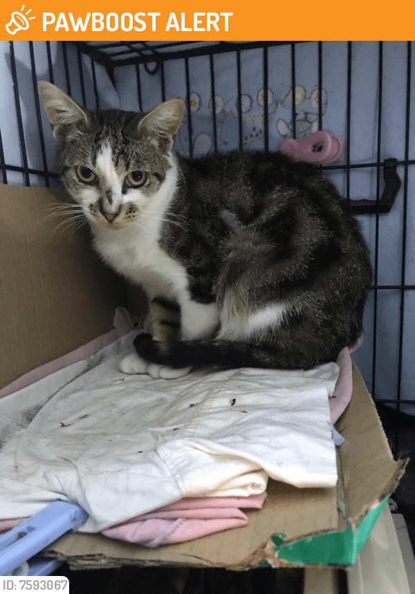 Surrendered Male Cat in Canley Heights, NSW 2166 (ID