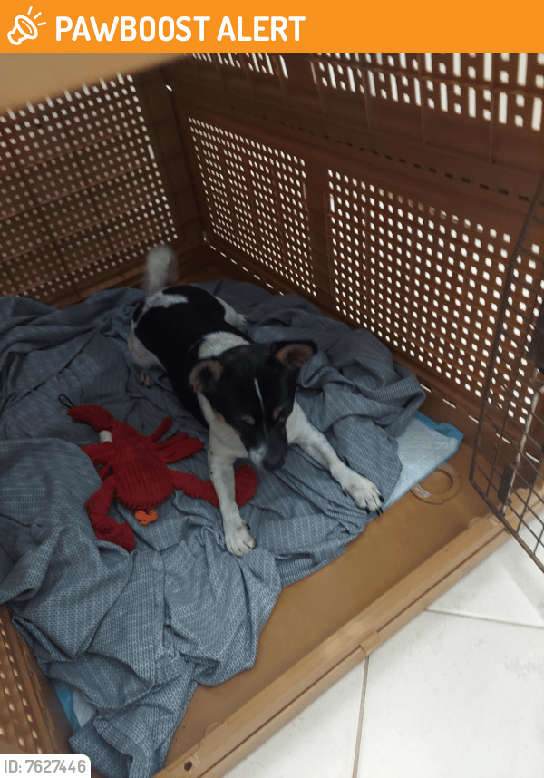 Surrendered Male Dog in MiamiDade County, FL 33187 (ID