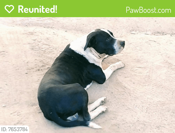 Reunited Male Dog in Auberry, CA 93602 (ID 7653784