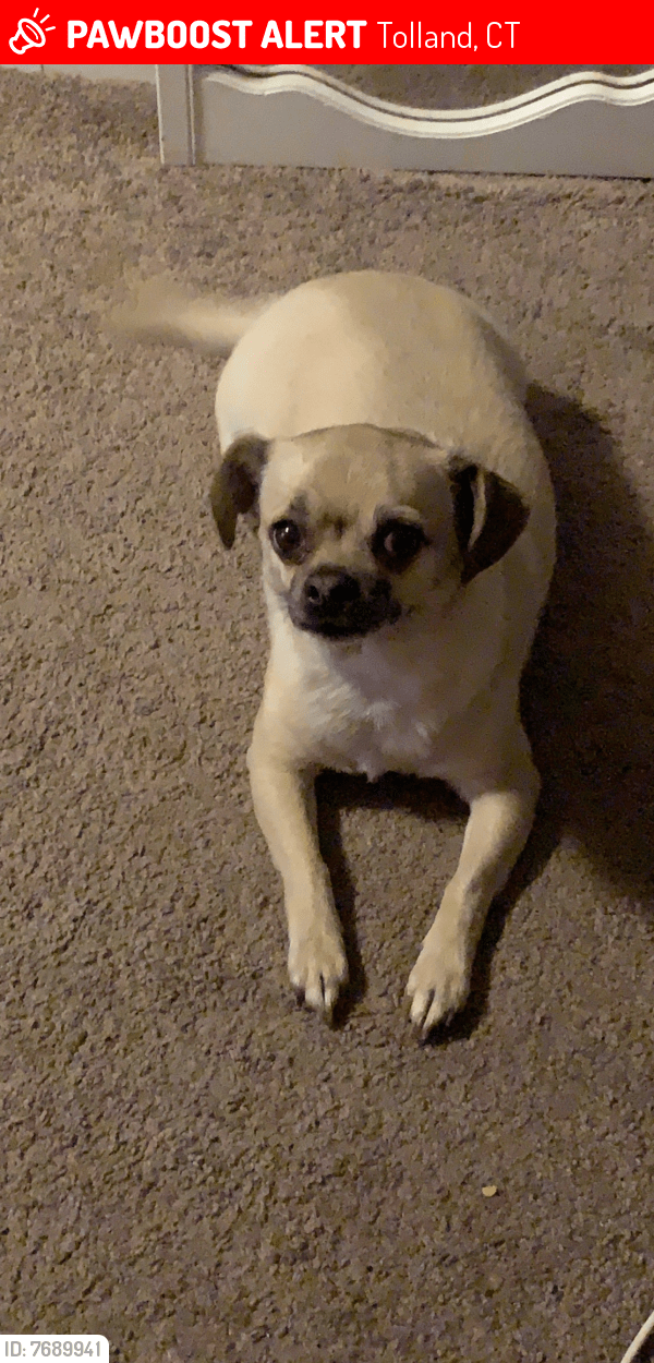 Tolland, CT Lost Male Dog, Chewy Is Missing PawBoost