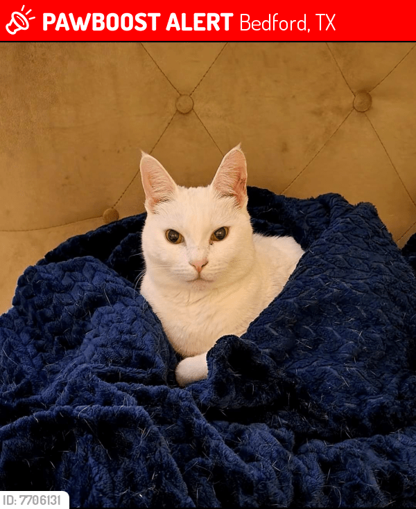 Lost Male Cat in Bedford, TX 76021 Named Lucky (ID