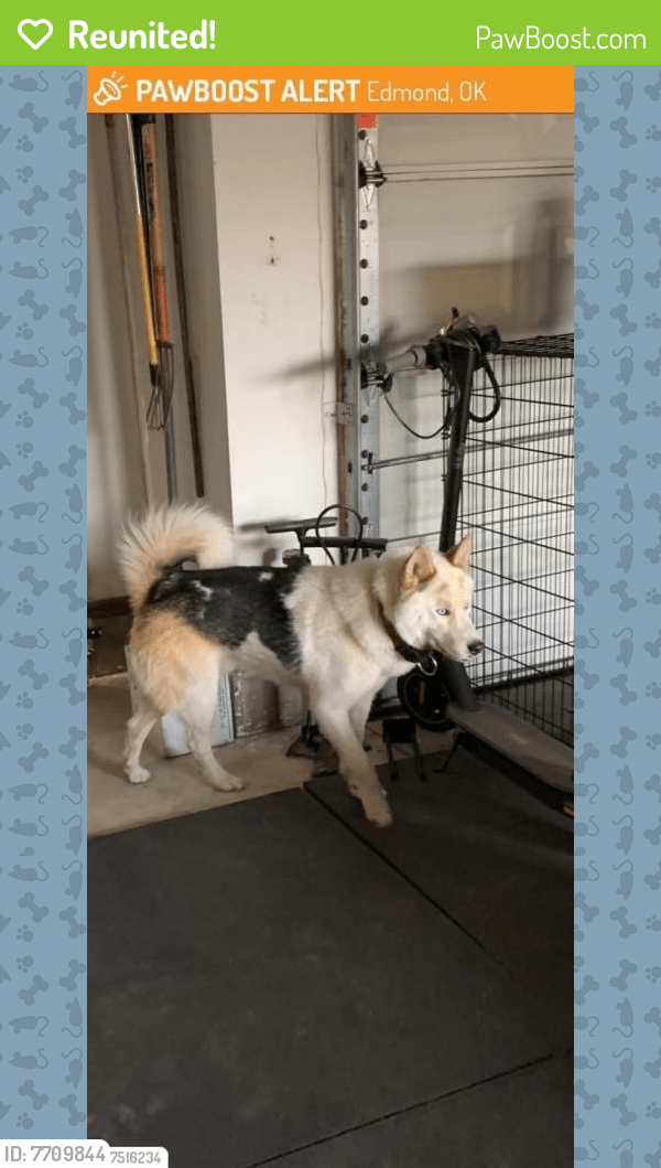 Reunited Male Dog in Oklahoma City, OK 73114 (ID 7709844