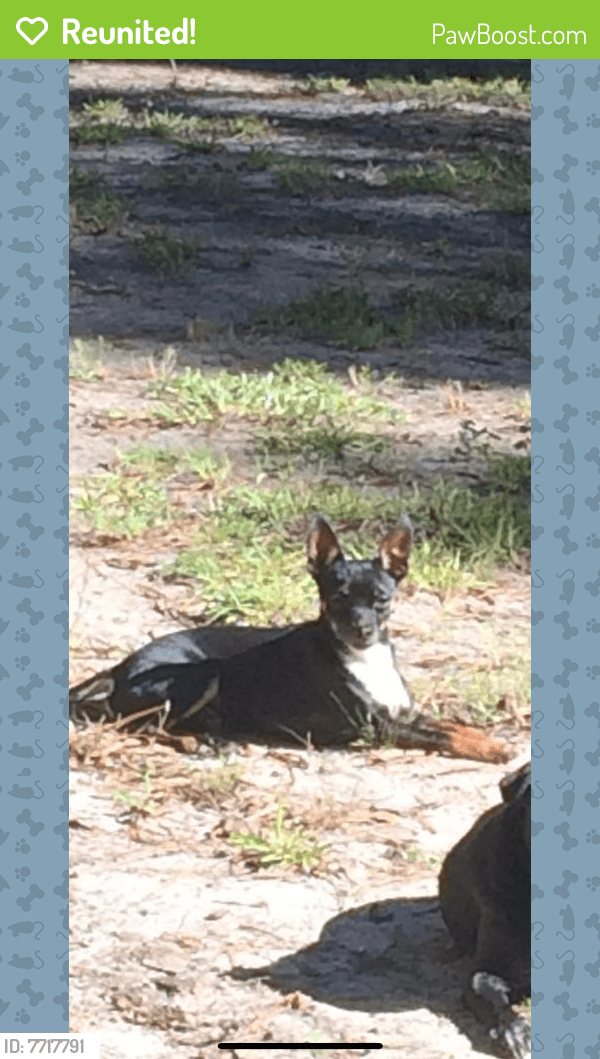 Reunited Male Dog in Summerville, SC 29485 (ID 7717791