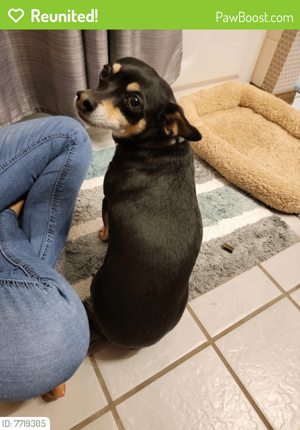 Reunited Male Dog in Oklahoma City, OK 73102 (ID 7719305