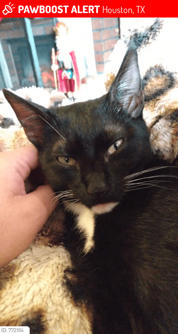 Lost Male Cat in Houston, TX 77076 Named Sal (ID 7721114