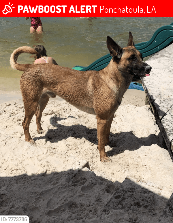 Lost Male Dog in Ponchatoula, LA 70403 Named Ruger (ID 7773786) PawBoost