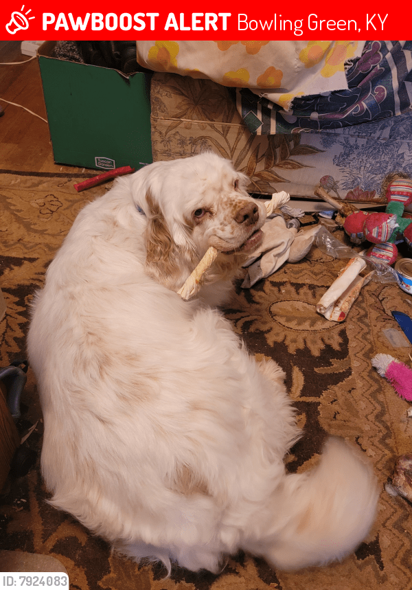 Bowling Green, KY Lost Female Dog, Bodie Is Missing PawBoost