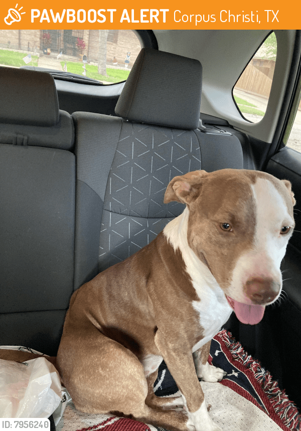 Found/Stray Male Dog in Corpus Christi, TX 78415 (ID 7956240) PawBoost