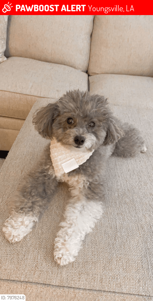 Youngsville, LA Lost Female Dog, Lucy Is Missing PawBoost