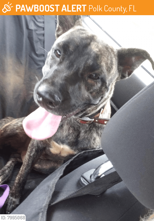 Surrendered Male Dog in Polk County, FL 33843 (ID 7995068) PawBoost