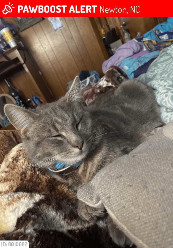 Newton, NC Lost Male Cat, Groot Is Missing PawBoost