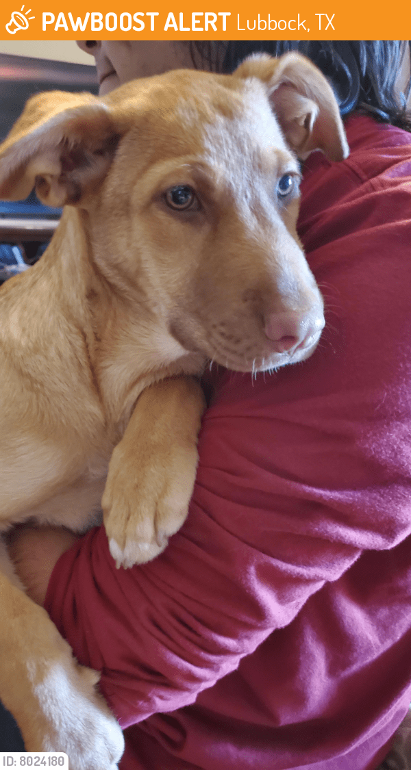 Rehomed Female Dog in Lubbock, TX 79416 (ID 8024180) PawBoost