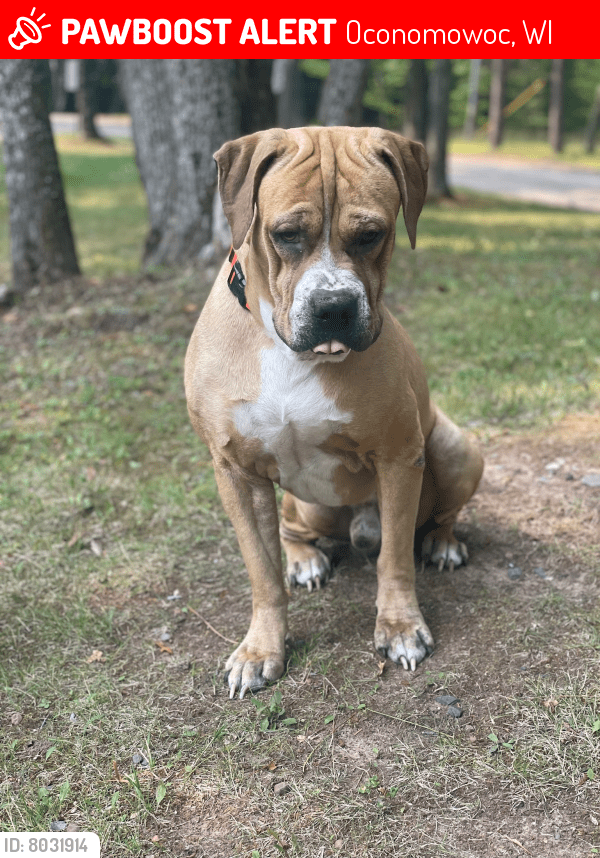 Lost Male Dog in Oconomowoc, WI 53066 Named Graham (ID 8031914) PawBoost