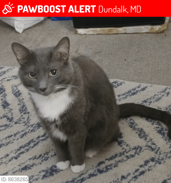 Dundalk, MD Lost Male Cat, Drakko Is Missing PawBoost