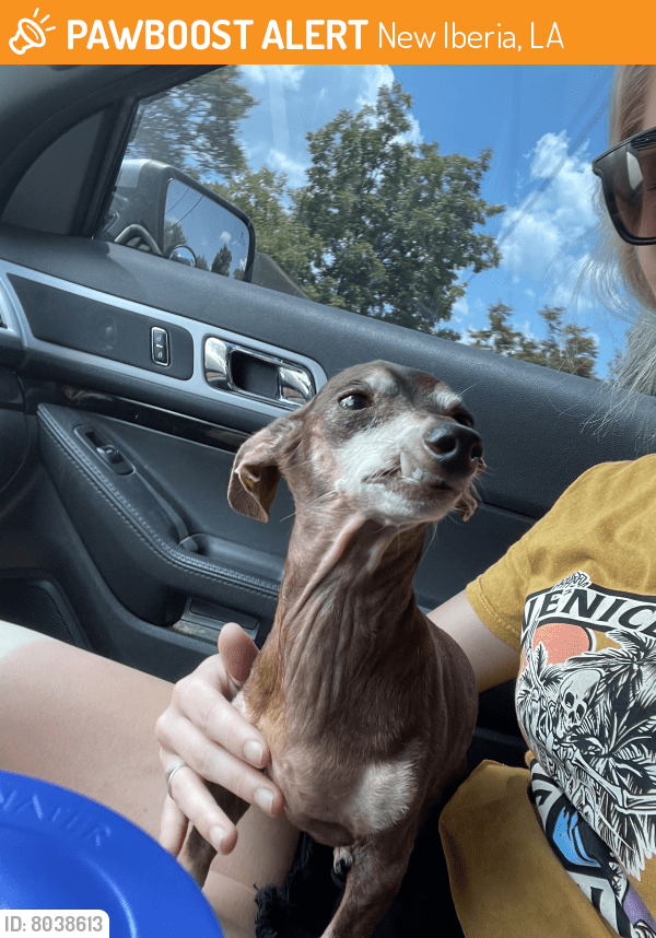 Found/Stray Male Dog in New Iberia, LA 70563 (ID 8038613) PawBoost
