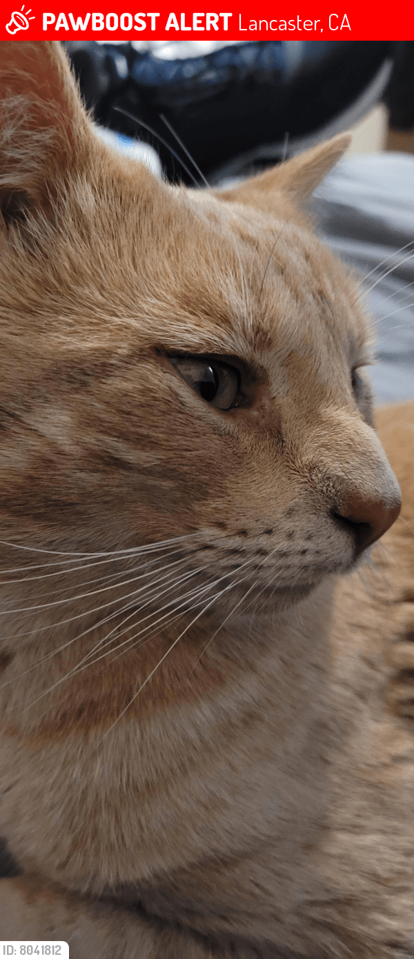 Lost Male Cat in Lancaster, CA 93535 Named Mr Whiskers (ID 8041812