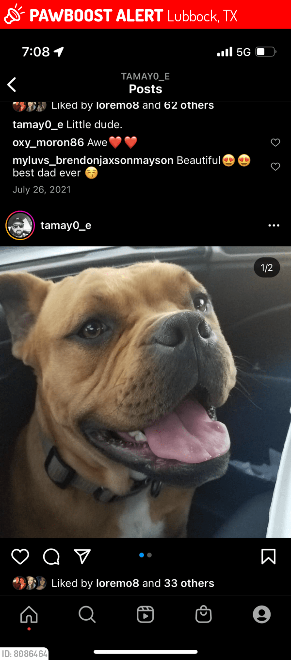 Lost Male Dog in Lubbock, TX 79407 Named Chancho (ID 8086464) PawBoost