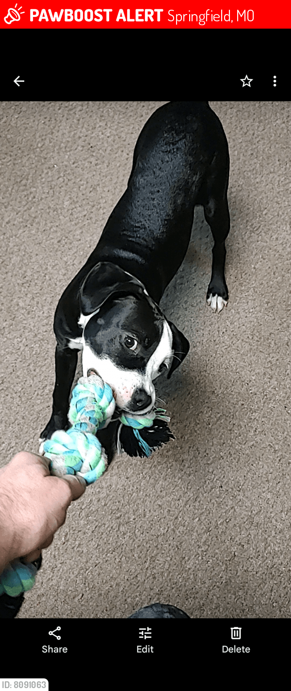 Lost Female Dog in Springfield, MO 65803 Named Izzy (ID 8091063