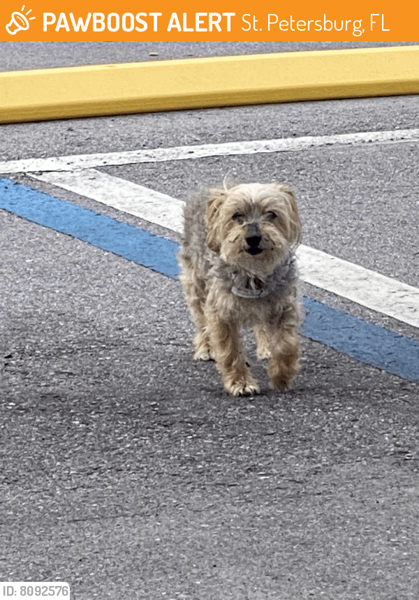Found/Stray Male Dog in St. Petersburg, FL 33703 (ID 8092576) PawBoost