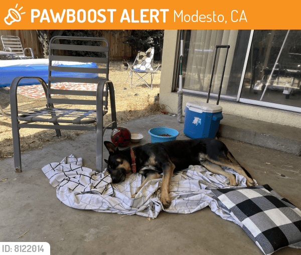 Found/Stray Male Dog in Modesto, CA 95350 (ID 8122014) PawBoost