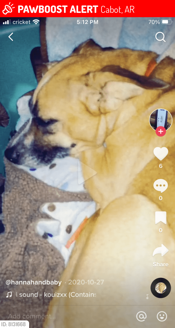 Lost Female Dog in Cabot, AR 72023 Named Daisy (ID 8131668) PawBoost