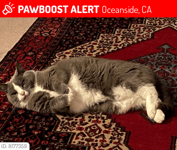 Lost Female Cat in Oceanside, CA 92057 Named Mittens (ID 8177359