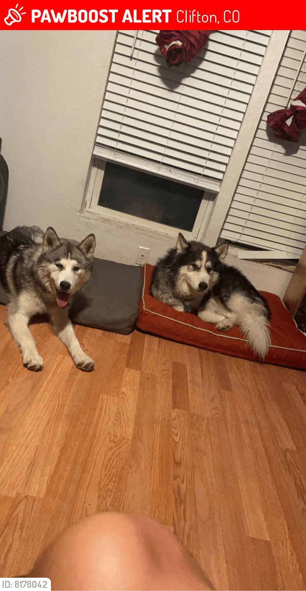 Lost Male Dog in Clifton, CO 81504 Named Blade And Stark (ID 8178042