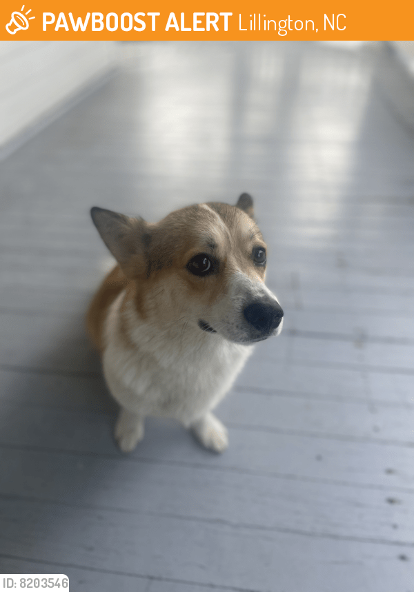 Lillington, NC Stray Female Dog Found Near Lillington chamber of