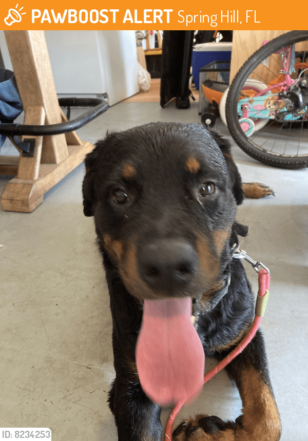 Found/Stray Male Dog in Spring Hill, FL 34609 (ID 8234253) PawBoost