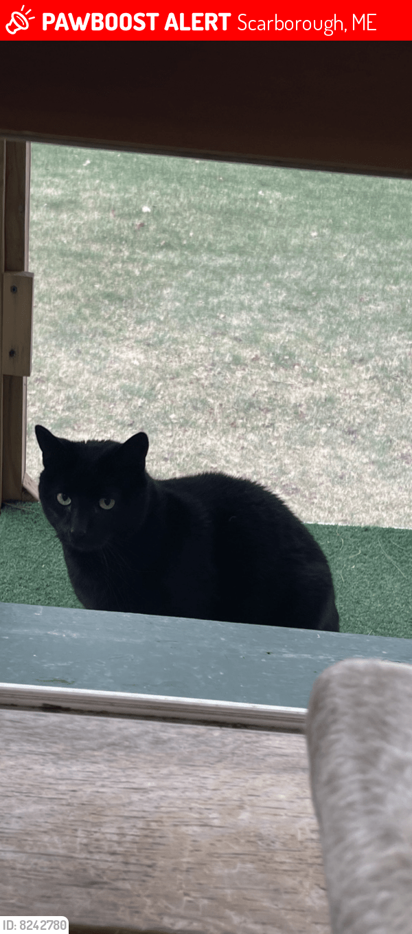 Lost Female Cat in Scarborough, ME 04074 Named Blackie (ID 8242780