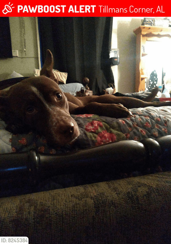 Lost Female Dog in Tillmans Corner, AL 36619 Named Roxie Ann (ID
